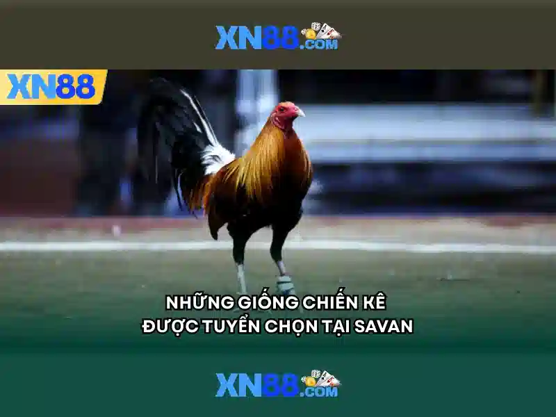 XN88 - Trải Nghiệm Slot Đỉnh Cao Với Ưu Đãi Hấp Dẫn