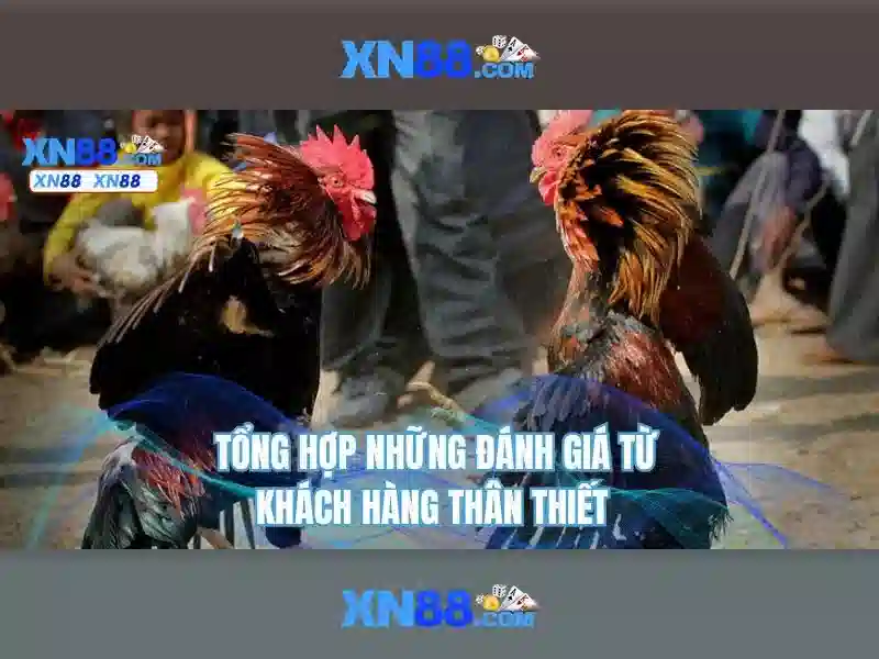 Hoàn Trả XN88