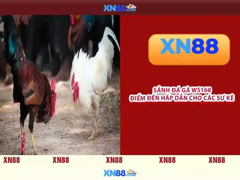 Giới Thiệu XN88