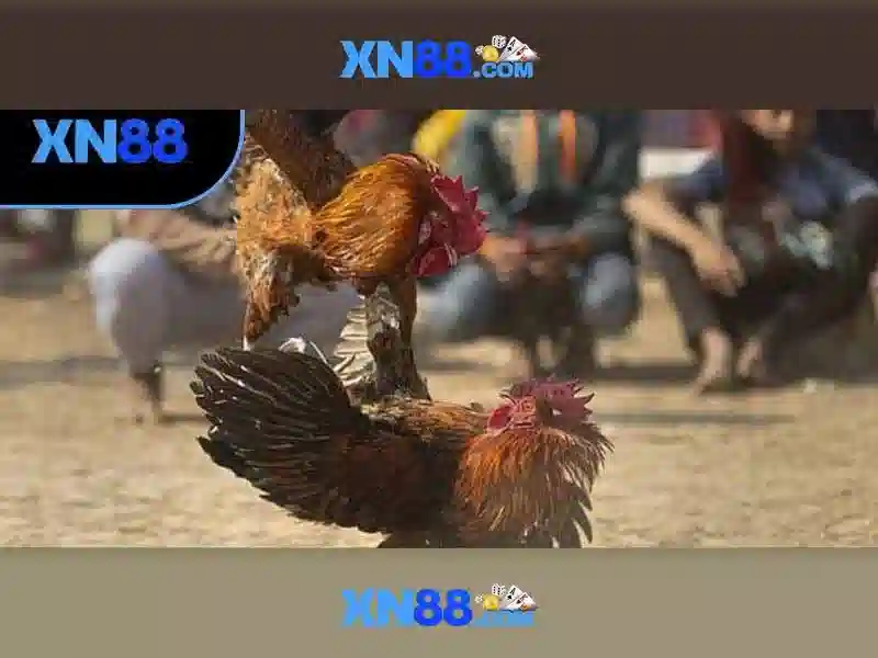 Tính năng độc quyền tại XN88
